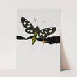 Insects_Aqua_0085_1280x1280.jpg