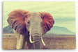 Paul Sinus Wandbild 120x80cm Elefant Stoßzähne Tierfotografie Afrika Safari