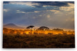 Paul Sinus Wandbild 120x80cm Elefantenherde Elefanten Afrika Wildnis Sonnenuntergang