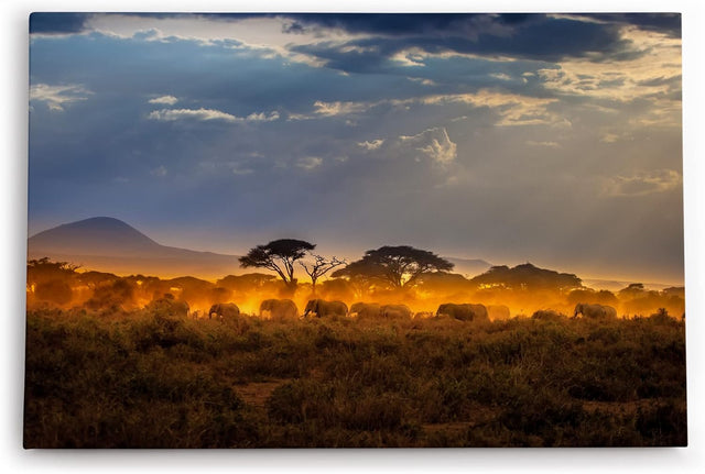Paul Sinus Wandbild 120x80cm Elefantenherde Elefanten Afrika Wildnis Sonnenuntergang