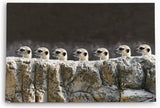 Paul Sinus Wandbild 120x80cm Erdmännchen Familie Tierfotografie Lustig