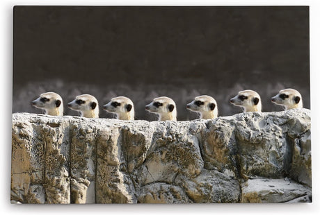 Paul Sinus Wandbild 120x80cm Erdmännchen Familie Tierfotografie Lustig