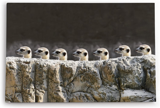 Paul Sinus Wandbild 120x80cm Erdmännchen Familie Tierfotografie Lustig