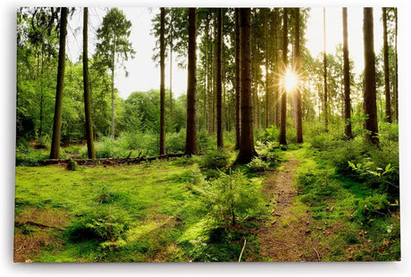 Paul Sinus Wandbild 120x80cm Fichtenwald Wald Grün Sonnenstrahlen Natur Bäume