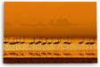Paul Sinus Wandbild 120x80cm Flamingos Sonnenuntergang Abendröte Rot Kunstvoll