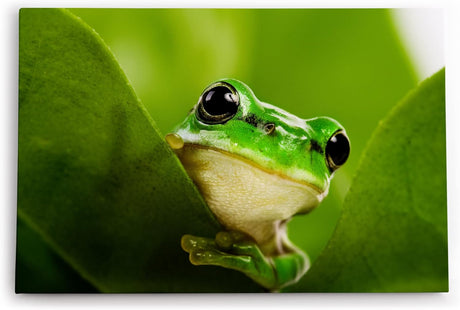 Paul Sinus Wandbild 120x80cm Frosch grünes Blatt Natur Grün Pflanze Fotokunst Regenwald