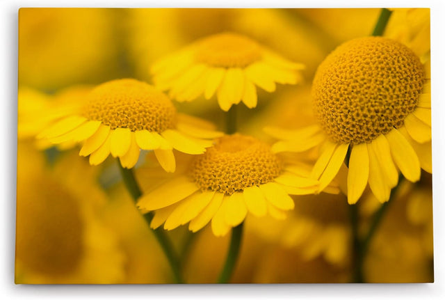 Paul Sinus Wandbild 120x80cm Gänseblümchen Blumen Blüten Gelb Nahaufnahme