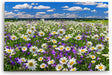 Paul Sinus Wandbild 120x80cm Gänseblümchen Blumenwiese Wiese Sommer Wildblumen