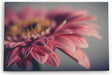 Paul Sinus Wandbild 120x80cm Gerbera Blume Blüte Rosa Nahaufnahme Kunstvoll