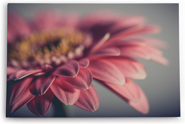 Paul Sinus Wandbild 120x80cm Gerbera Blume Blüte Rosa Nahaufnahme Kunstvoll