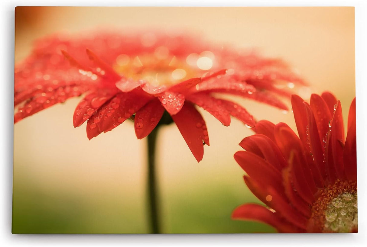 Paul Sinus Wandbild 120x80cm Gerbera Blume Blüte Rot Nahaufnahme Kunstvoll Tropfen