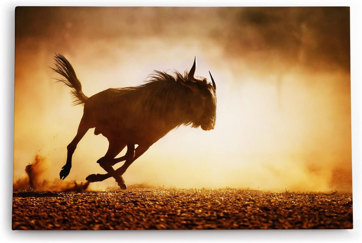 Paul Sinus Wandbild 120x80cm Gnu Antilope Afrika Wildnis Tierfotografie Bulle