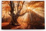 Paul Sinus Wandbild 120x80cm Große Eiche Baum Herbst Herbstblätter Sonnenstrahl Wald