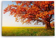 Wandbild 120x80cm Große Eiche Baum Natur Feld Landschaft Horizont