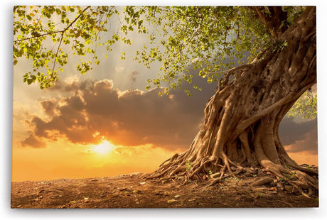 Wandbild 120x80cm Großer Baum Natur Sonnenuntergang Wurzeln Wolken