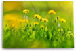 Paul Sinus Wandbild 120x80cm Grüne Wiese Blumen Löwenzahn Wildblumen Sommer