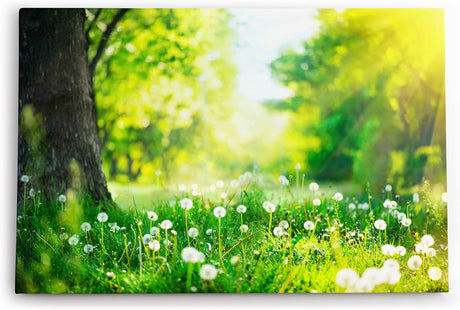 Paul Sinus Wandbild 120x80cm Grüne Wiese Pusteblumen Baum Sonnenschein Sommer