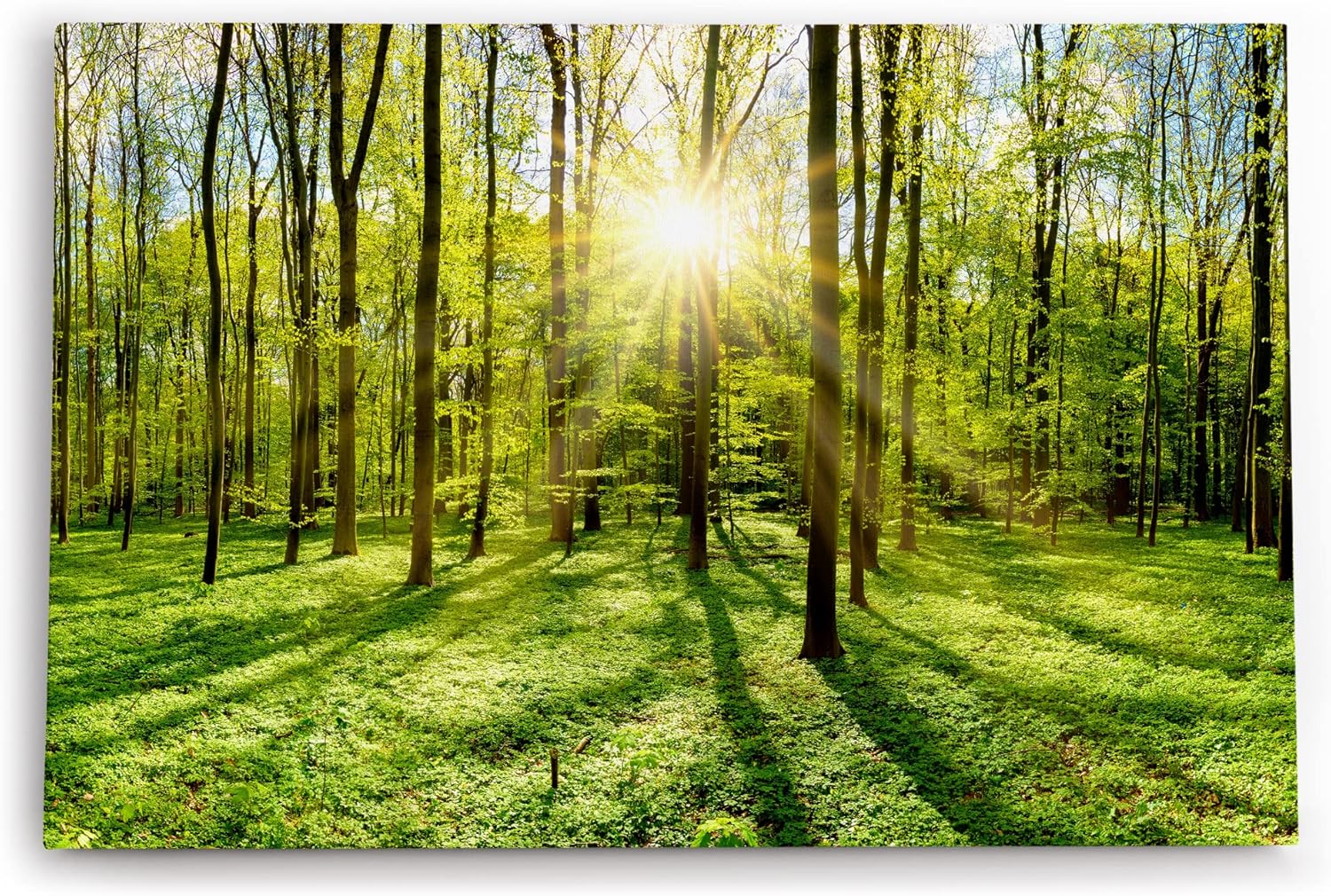 Paul Sinus Wandbild 120x80cm Grüner Wald Sonnenschein Lichtstrahlen Bäume Natur