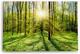 Paul Sinus Wandbild 120x80cm Grüner Wald Sonnenschein Lichtstrahlen Bäume Natur