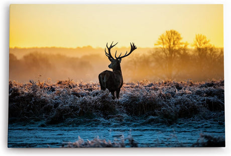 Paul Sinus Wandbild 120x80cm Hirsch Geweih Natur Morgentau Sonnenaufgang Natur