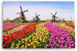 Paul Sinus Wandbild 120x80cm Holland Niederlande Windmühlen bunte Tulpen Blumenfeld