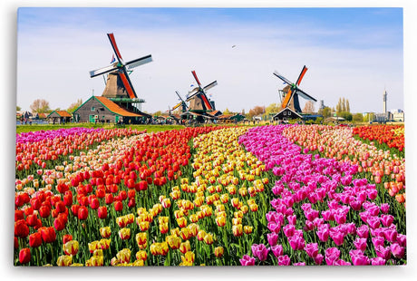 Paul Sinus Wandbild 120x80cm Holland Niederlande Windmühlen bunte Tulpen Blumenfeld