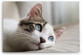 Paul Sinus Wandbild 120x80cm Katze Kätzchen blaue Augen Kater Katzenbaby