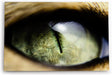 Paul Sinus Wandbild 120x80cm Katzenauge Auge Fotokunst Nahaufnahme Katze