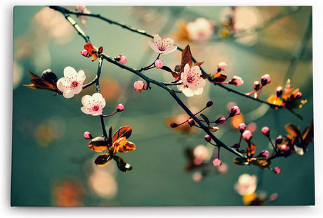 Paul Sinus Wandbild 120x80cm Kirschblüten Frühling Ast Zweig Baumblüten Blüten