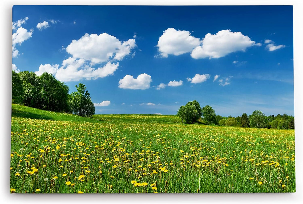 Paul Sinus Wandbild 120x80cm Landschaftsbild Wiese Bäume Natur Sommer blauer Himmel
