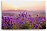 Paul Sinus Wandbild 120x80cm Lavendel Blumen Blüten Violett Sonnenuntergang Blumenwiese