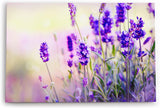 Paul Sinus Wandbild 120x80cm Lavendel Blumen Violett Feldblumen Wildblumen