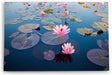 Paul Sinus Wandbild 120x80cm Lotosblume Blume Blüte Kunstvoll Lotos Rosa Wasserblumen