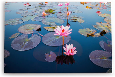 Paul Sinus Wandbild 120x80cm Lotosblume Blume Blüte Kunstvoll Lotos Rosa Wasserblumen
