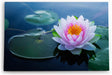 Paul Sinus Wandbild 120x80cm Lotosblume Blume Blüte Kunstvoll Lotos Rosa Wasserblumen