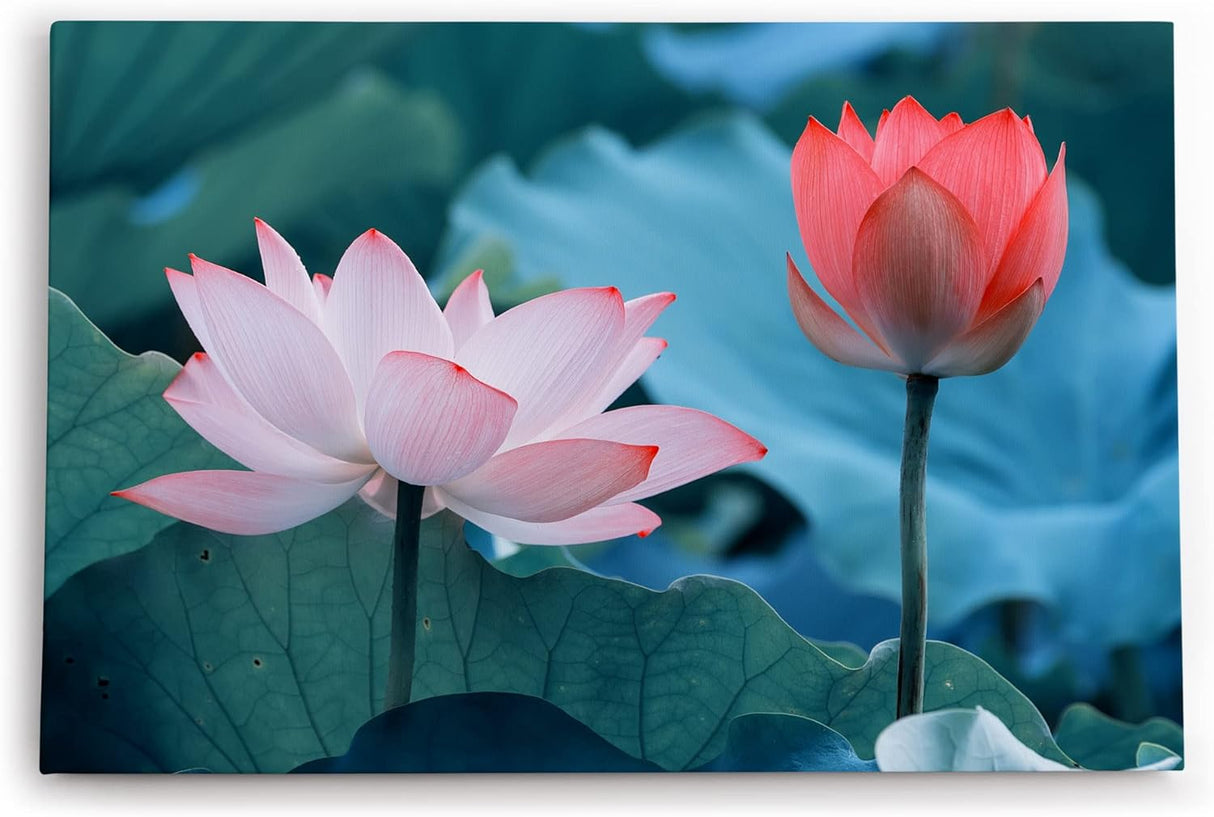 Paul Sinus Wandbild 120x80cm Lotosblume Blume Blüte Kunstvoll Lotos Rosa Wasserblumen