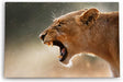 Paul Sinus Wandbild 120x80cm Löwe Löwin Wildnis Raubkatze Fangzähne Afrika