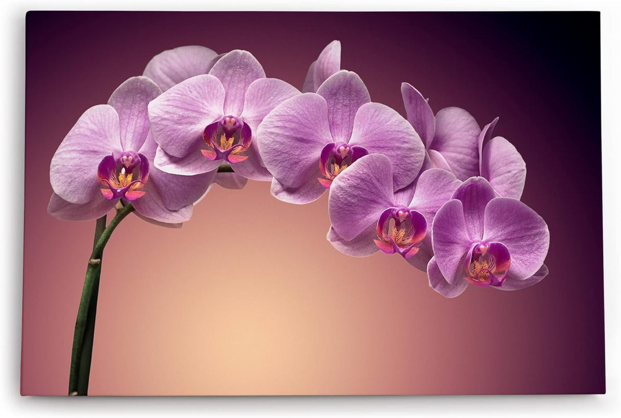Paul Sinus Wandbild 120x80cm Orchidee Blume Blüten Rosa Kunstvoll Rosa