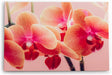 Paul Sinus Wandbild 120x80cm Orchideen Blumen rosa Blüten Kunstvoll Fotokunst
