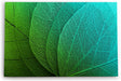 Paul Sinus Wandbild 120x80cm Pflanzenblatt grünes Blatt Nahaufnahme Dekorativ