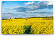 Paul Sinus Wandbild 120x80cm Rapsfeld Raps Landschaft Gelb Himmel Sommer