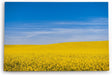 Paul Sinus Wandbild 120x80cm Rapsfeld Raps Landschaft Gelb Himmel Sommer