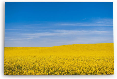 Paul Sinus Wandbild 120x80cm Rapsfeld Raps Landschaft Gelb Himmel Sommer