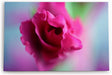 Paul Sinus Wandbild 120x80cm Rose Rosenblüte Rot Blume Blüte Kunstvoll Nahaufnahme