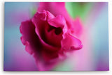 Paul Sinus Wandbild 120x80cm Rose Rosenblüte Rot Blume Blüte Kunstvoll Nahaufnahme