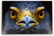 Paul Sinus Wandbild 120x80cm Schlangenweihe Greifvogel Tierfotografie Nahaufnahme