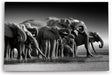 Paul Sinus Wandbild 120x80cm Schwarz Weiß Fotografie Elefanten Elefantenherde Tierfotografie