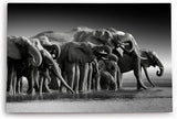 Paul Sinus Wandbild 120x80cm Schwarz Weiß Fotografie Elefanten Elefantenherde Tierfotografie