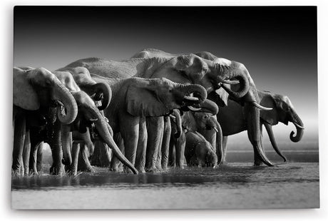 Paul Sinus Wandbild 120x80cm Schwarz Weiß Fotografie Elefanten Elefantenherde Tierfotografie
