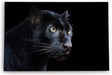 Paul Sinus Wandbild 120x80cm Schwarzen Panther Schwarz Raubkatze Leopard Jaguar